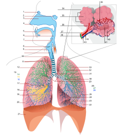 240px-Respiratory system complete numbered.svg