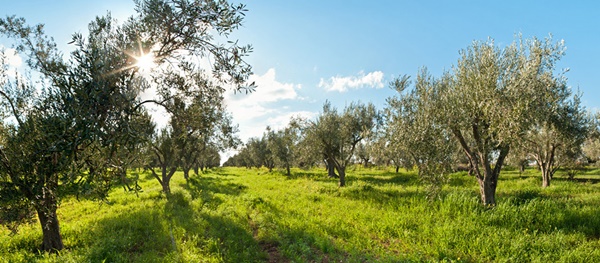 BANNER Olive-Grove-960x420