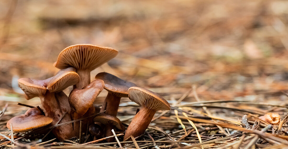 A selective focus shot of brown mushrooms in the forest